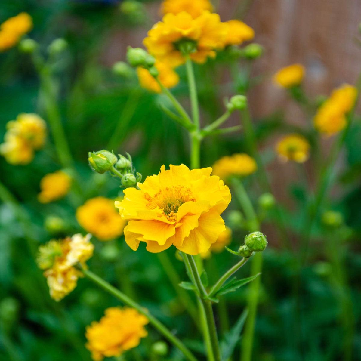 Lady Stratheden Flower seeds for Planting Premium Quality Heirloom & GMO Free Seeds for Home Garden