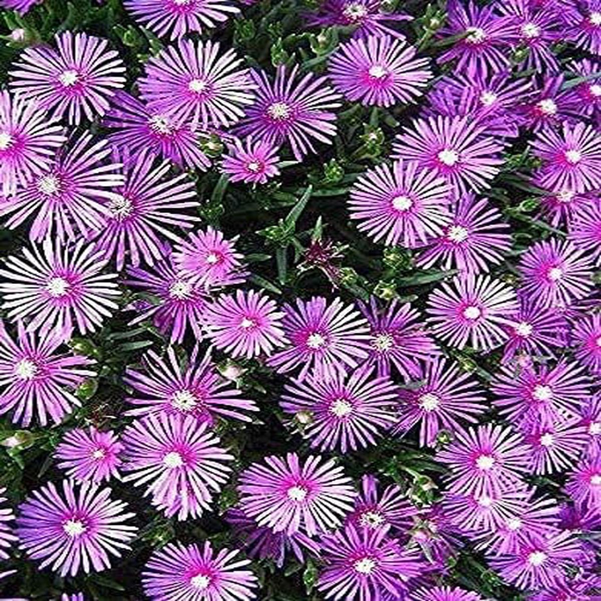 Lampranthus Maximiliana Flower seeds for Planting Sun Loving Heirloom & GMO Free Seeds for Home Garden