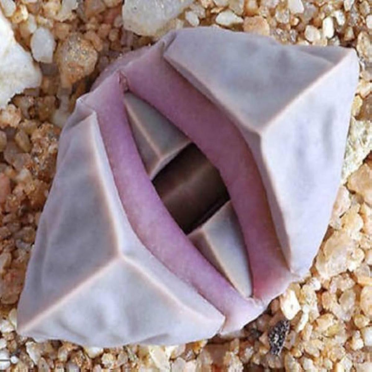 Lapidaria Margaretae For Planting Lapidaria Margaretae For Succulent Gardens And Rock Gardens