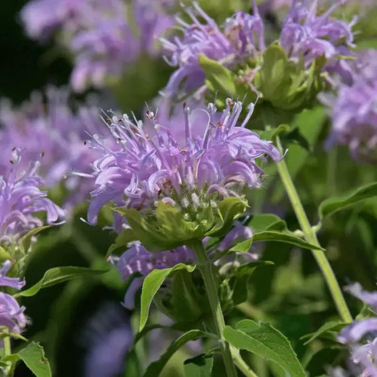 Lavender Beebalm Flower Seeds  Heirloom, Non-GMO Seeds for Planting Pollinator-Friendly Blooms
