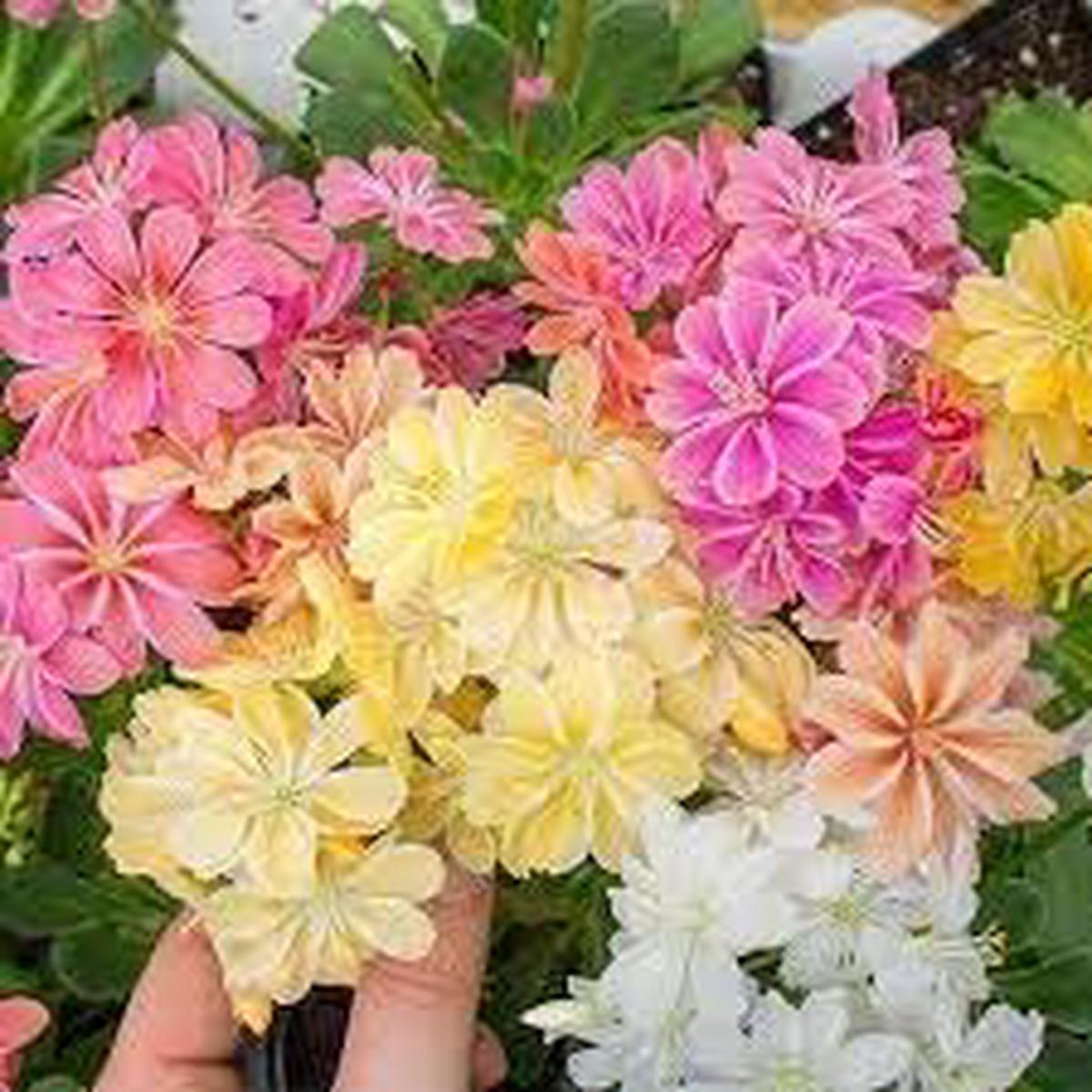 Lewisia Flower Seeds for Planting | Long Bloom Season | Heirloom Non-GMO High Germination Seeds
