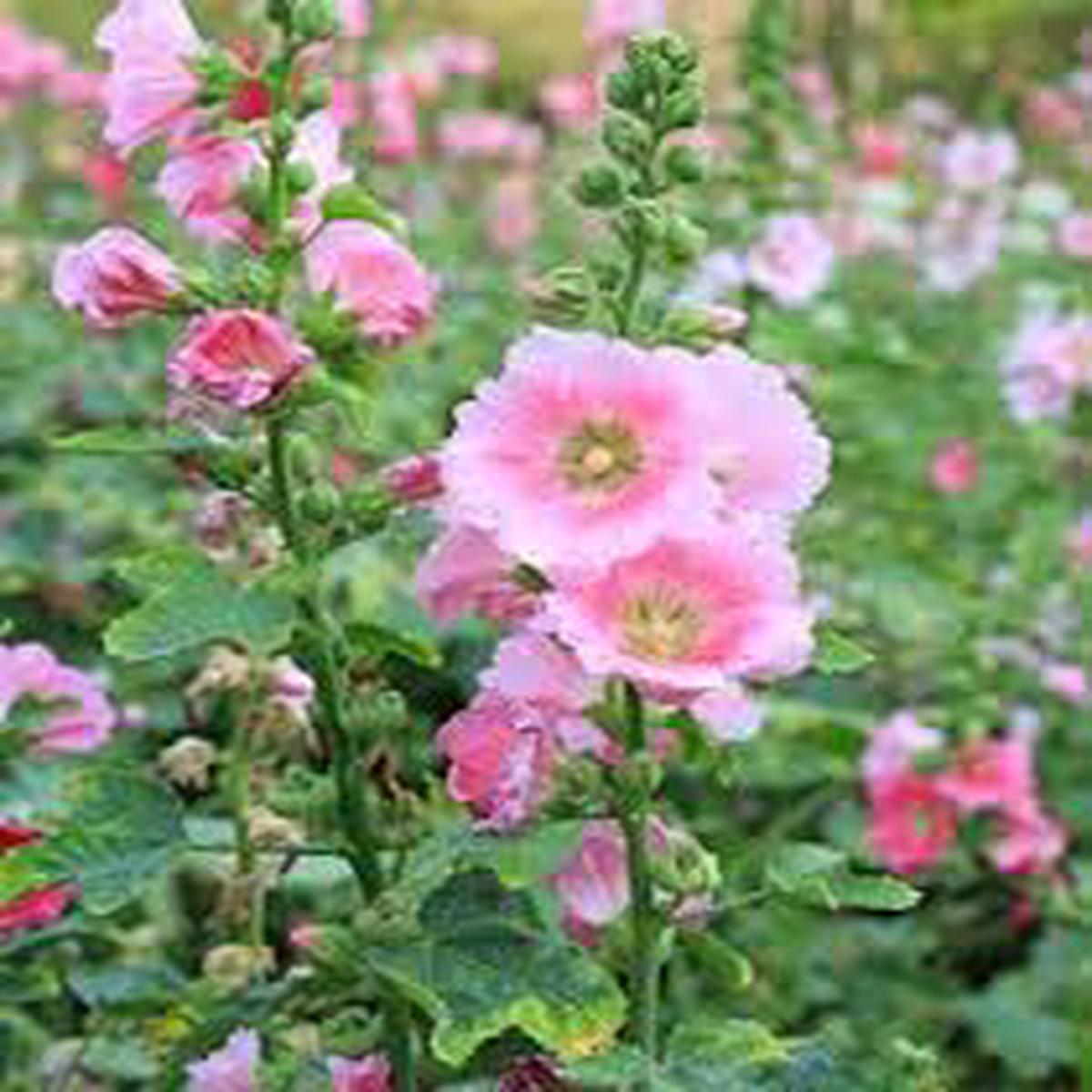 Light Pink Evening-Scented Flower Seeds for Planting Heirloom, Non-GMO, High Germination Garden Seeds