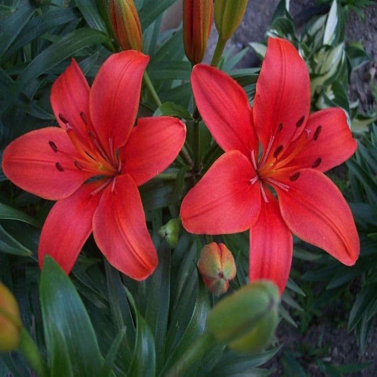 Lilium Decorative Flowering Bulbs For Planting In Garden And Containers Flower Seeds for Home