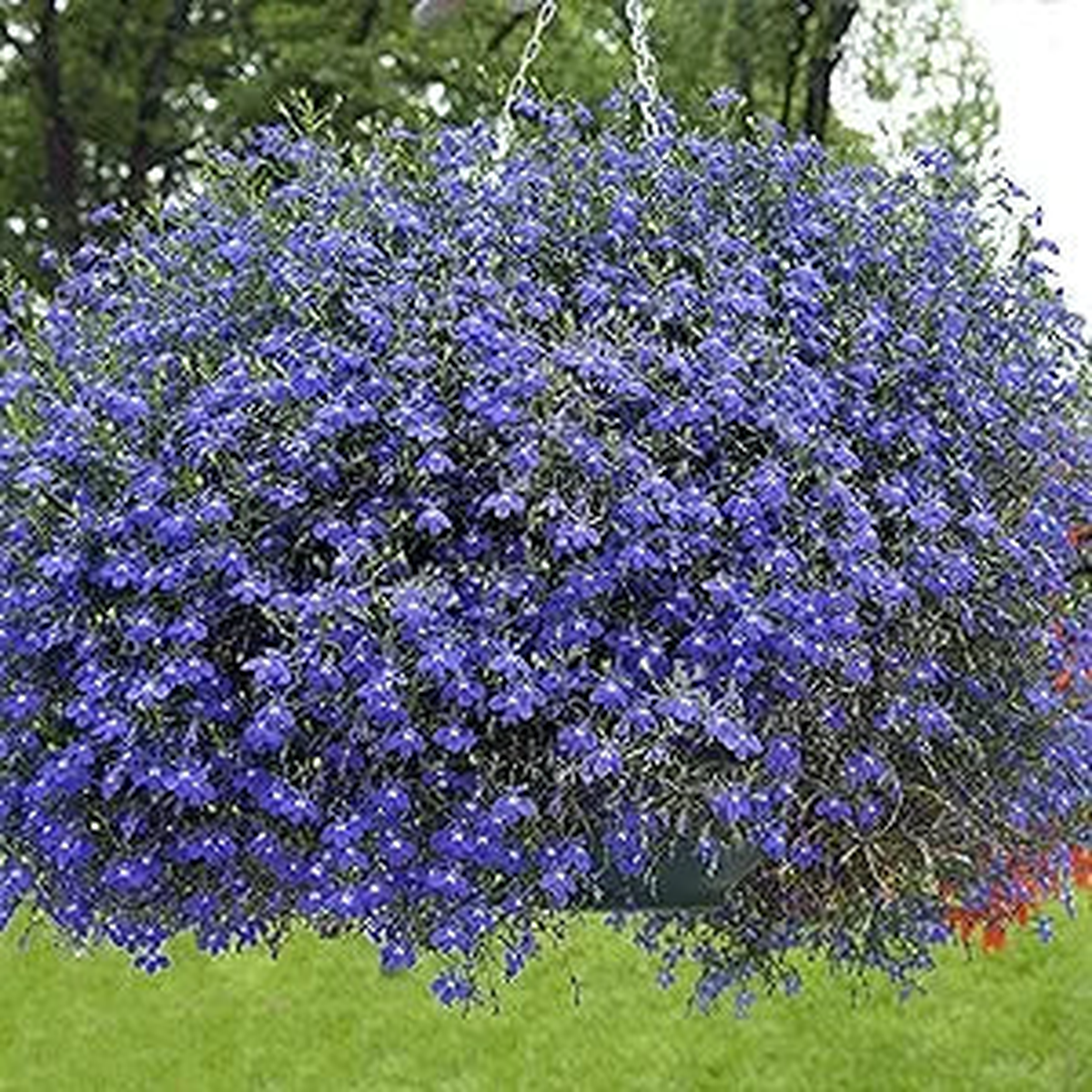 Lobelia Blue Wings Seeds for Vibrant Blue Flowers