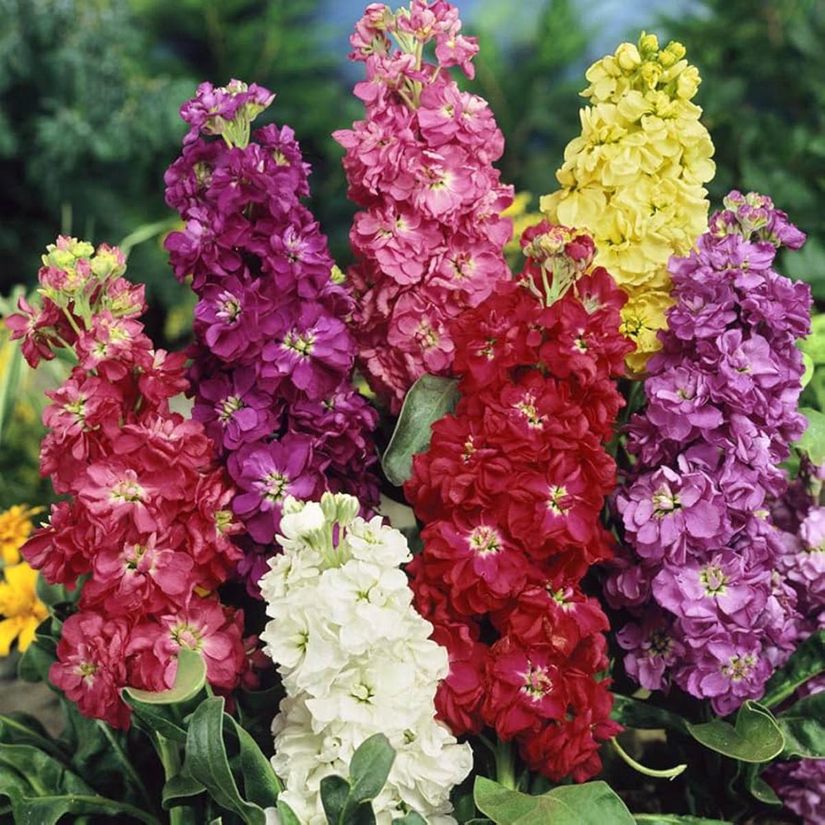 Matthiola Flower seeds for Planting Heirloom Non-GMO Seeds for Home Garden High Germination Organic Garden Seeds