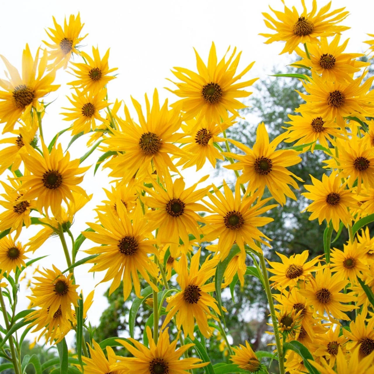 Maximilian Sunflower Yellow perennial Flowers butterflies Seeds  Heirloom, Non-GMO, High Germination Organic Garden Seeds