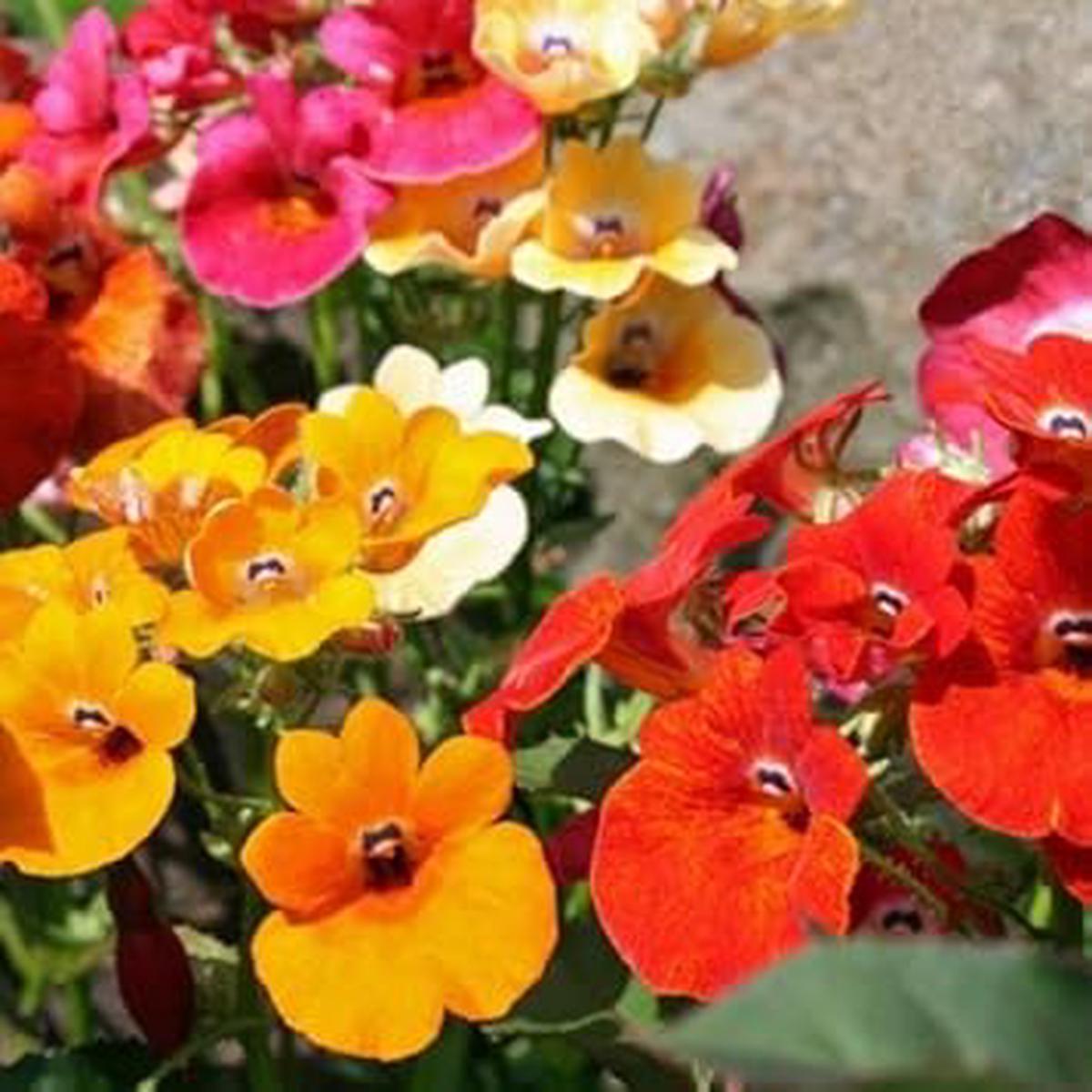 Mixed Carnival Flower seeds for Planting - Fragrant Blossoms, Heirloom & GMO Free Seeds for Home Garden