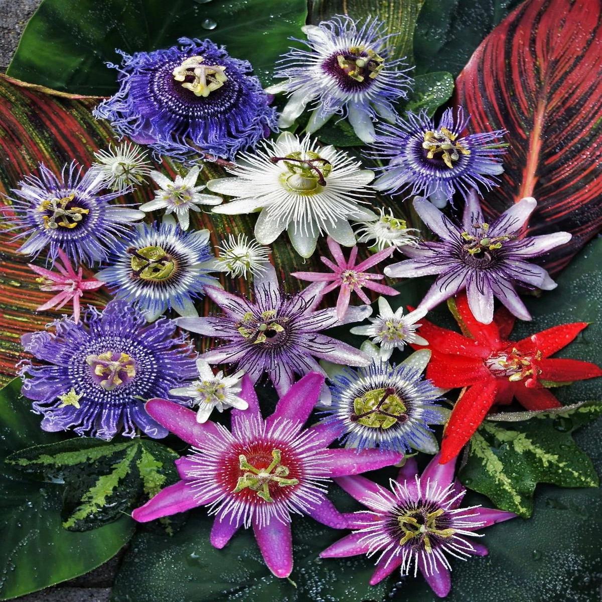 Mixed Color Passiflora Incarnata Flower Seeds  Heirloom, Non-GMO, High Germination Seeds for Planting