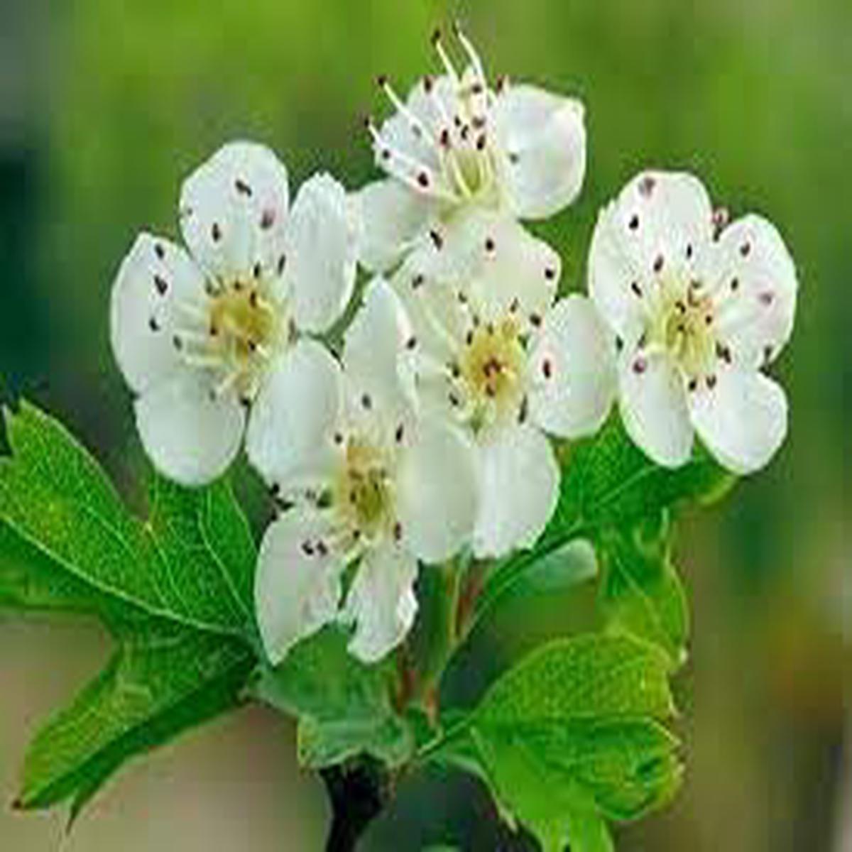 Monogyna Flower seeds for Planting - Cottage Garden Essential, Heirloom & GMO Free Seeds for Home Garden