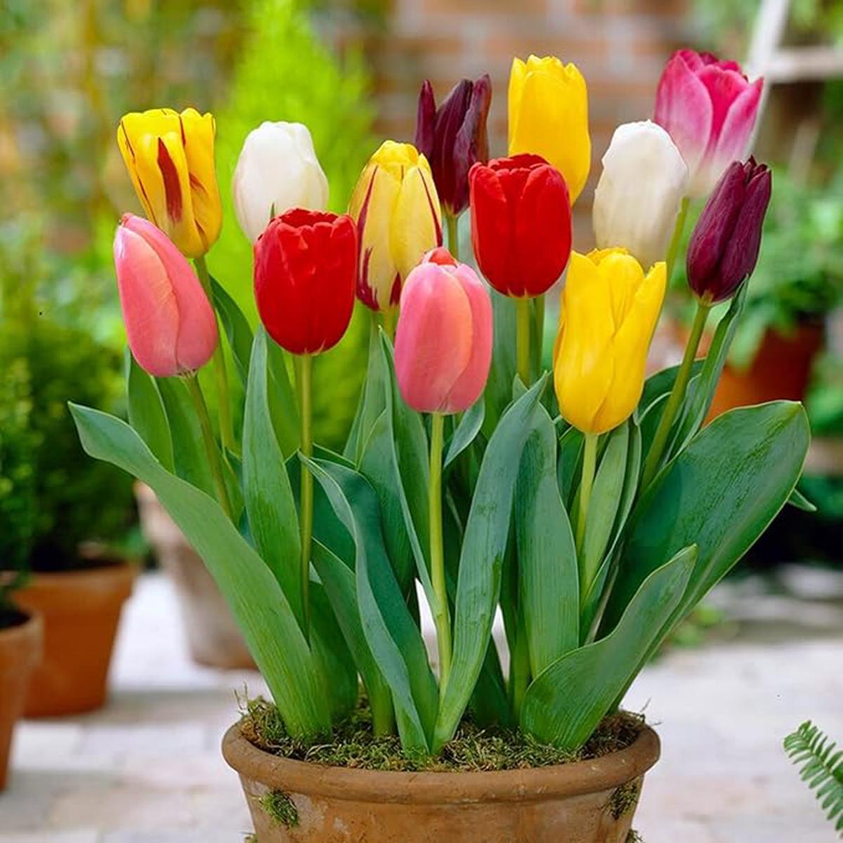 Multi-Colour Tulip Flower Seeds for Planting Heirloom, Non-GMO, High Germination Organic Garden Seeds