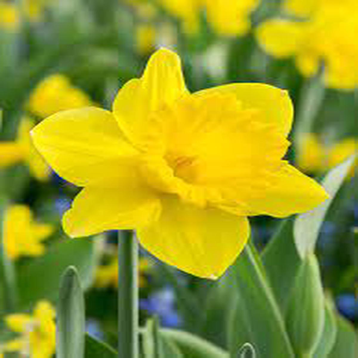 Narcissus Flower Seeds Thick Yellow for Planting | Heirloom Non-GMO High Germination Organic Garden Seeds