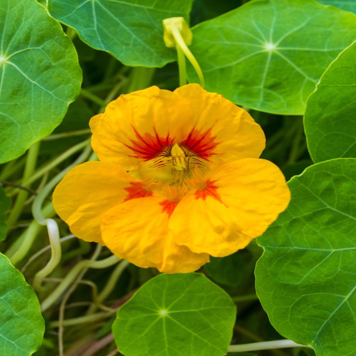 Nasturtium Creeper Flower Seeds Tropaeolum majus for Ornamental Climber Garden Planting