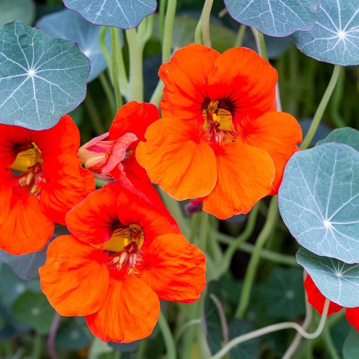 Nasturtium Flower seeds for Planting - Perfect for Borders, Heirloom & GMO Free Seeds for Home Garden