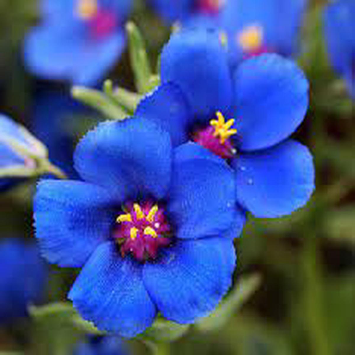 Organic Blue Pimpernel Anagallis Flower Seeds for Planting  Heirloom, Non-GMO