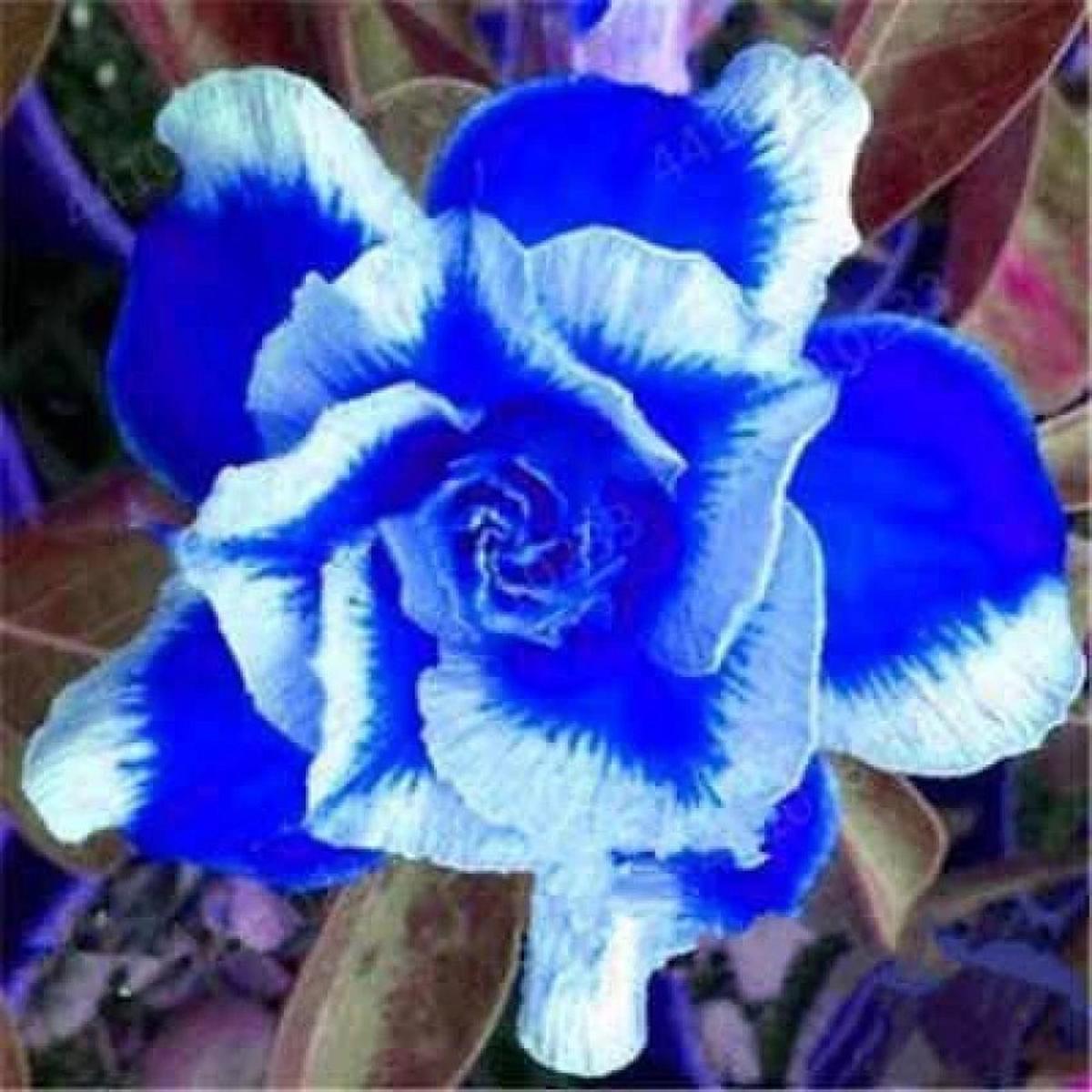 Organic Heirloom Blue White Adenium Seeds  Non-GMO Desert Rose Seeds for Planting
