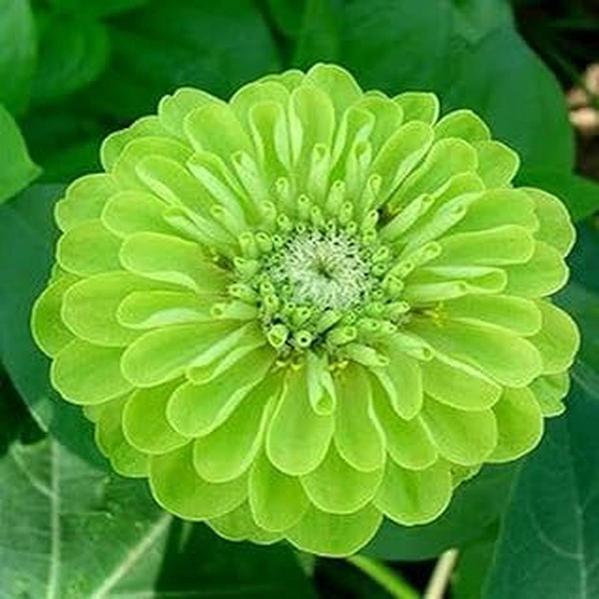 Organic Heirloom Non-GMO Light Green Zinnia Seeds for Planting  Vibrant Garden Blooms