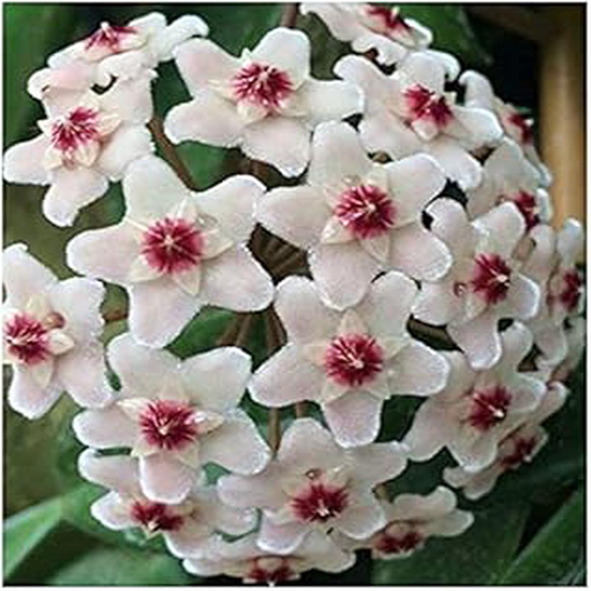 Organic Heirloom White Pink Hoya Flower Seeds for Planting Non-GMO, Rare, High Germination Organic Garden Seeds
