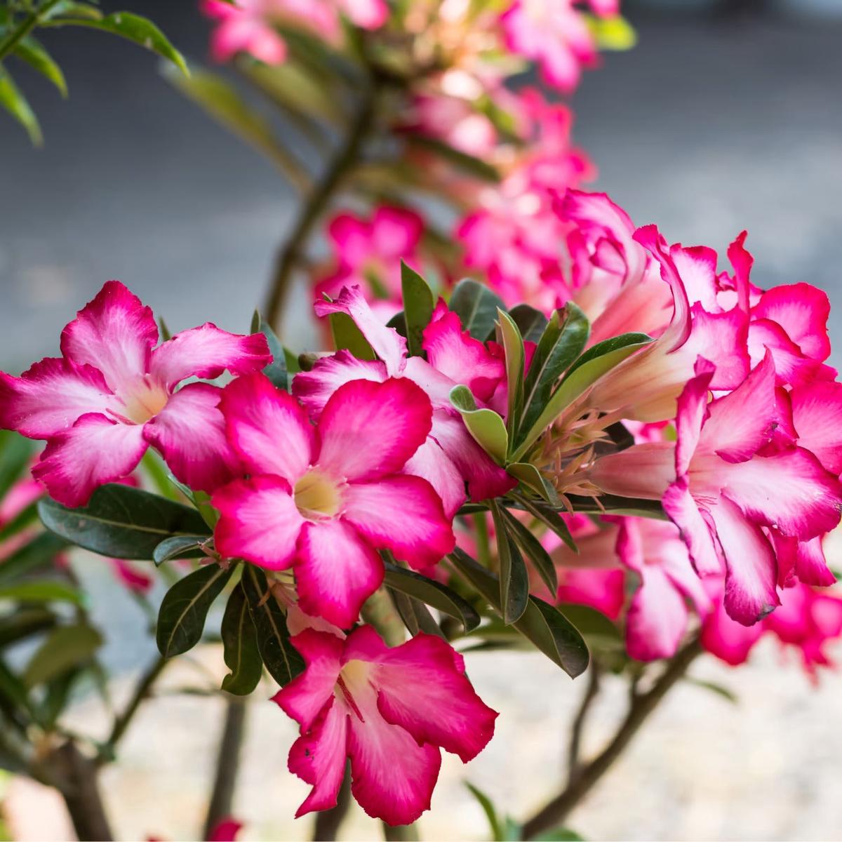 Organic Mixed Adenium Obesum Flower Seeds for Planting  Heirloom, Non-GMO
