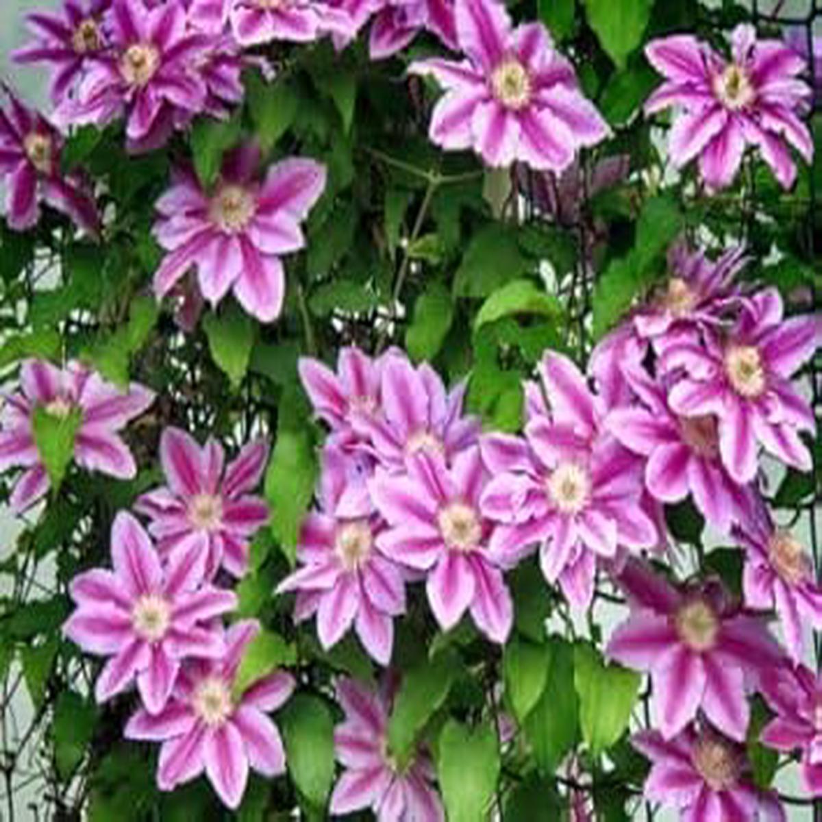 Perennial Vine Climbing Flower Seeds for Planting Non-GMO Heirloom Organic Garden Seeds, High Germination