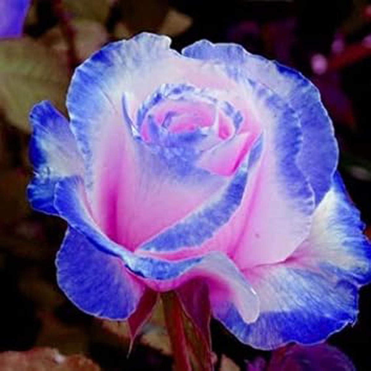 Pink and Blue Rose Flower Seeds for Planting | Heirloom Non-GMO High Germination Organic Garden Seeds
