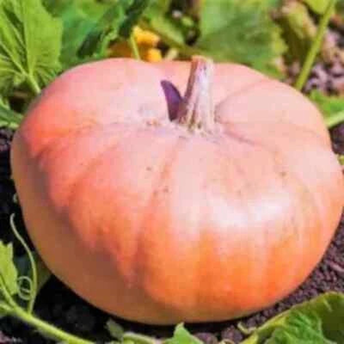 Pink Doll Pumpkin - Heirloom, Non-GMO
