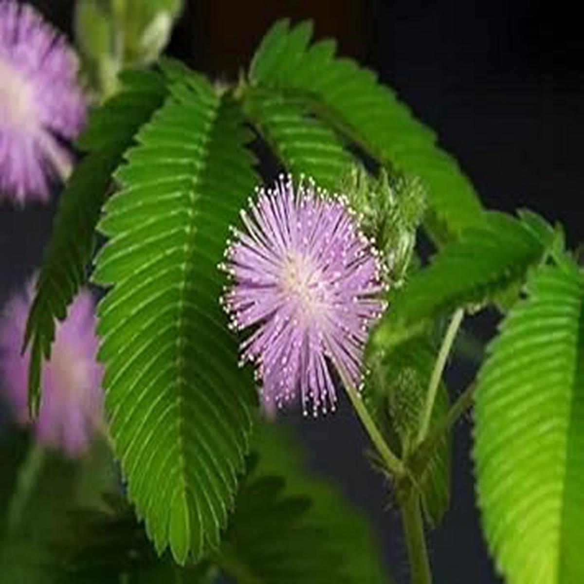 Pink Mimosa Pudica Flower seeds for Planting - Bright Blooms, Heirloom & GMO Free Seeds for Home Garden