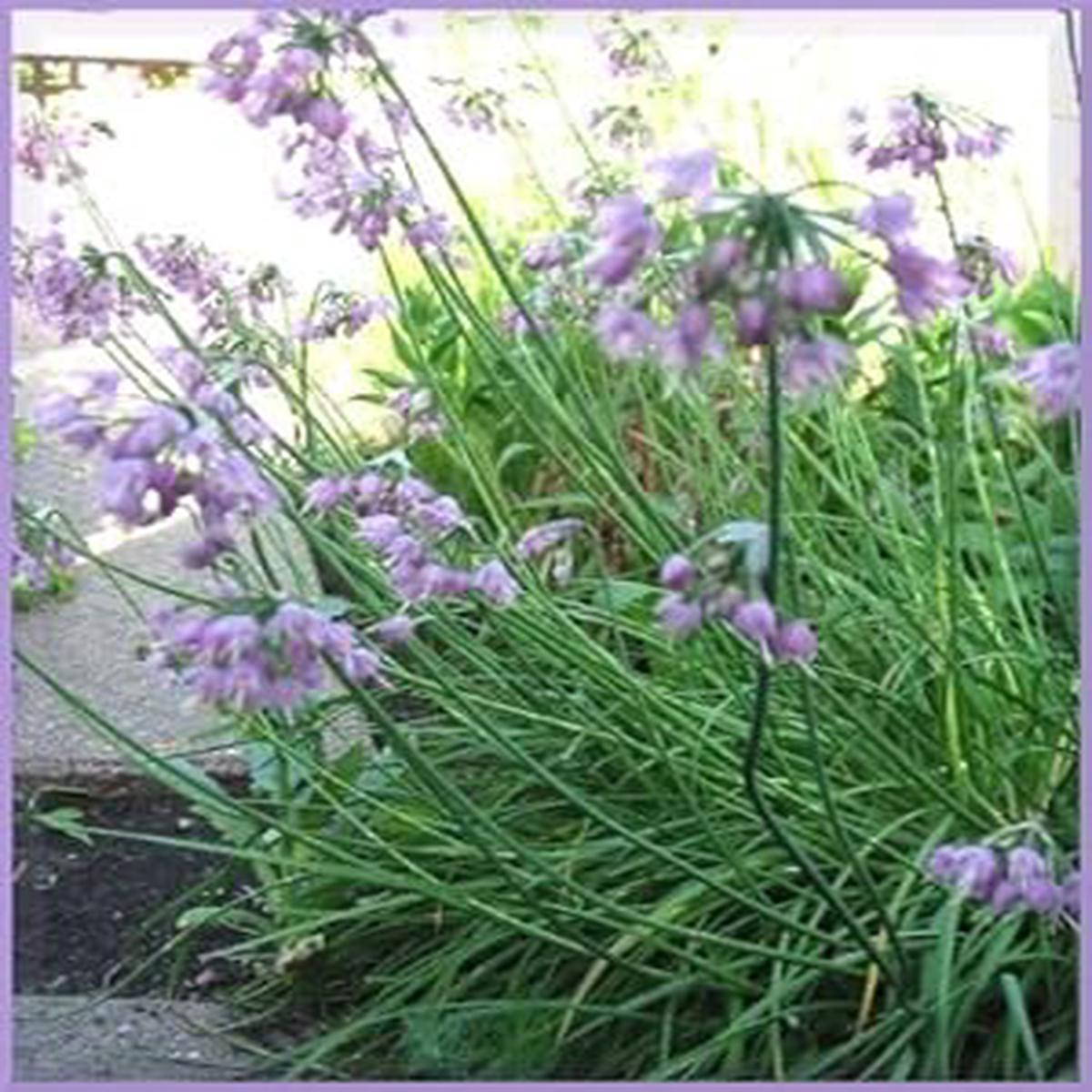 Purple Cernuum Flower Seeds for Planting  Heirloom, Non-GMO, Hardy Variety Organic Garden Seeds