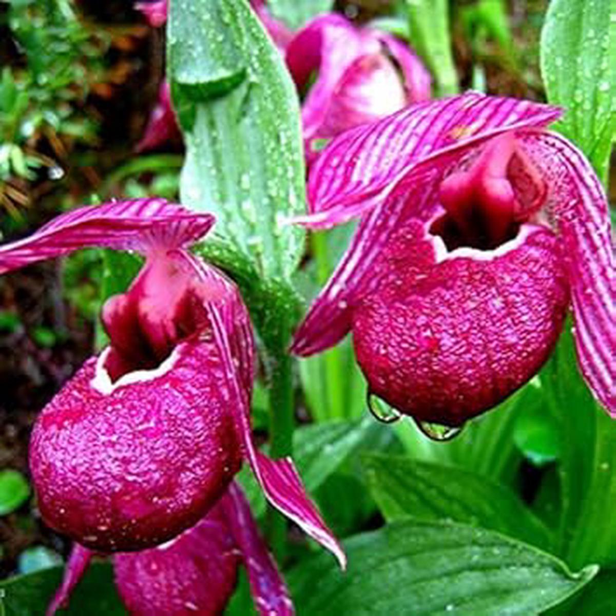 Purple Cypripedium Macranthos Flower Seeds for Planting Heirloom, Non-GMO, High Germination Organic Garden Seeds