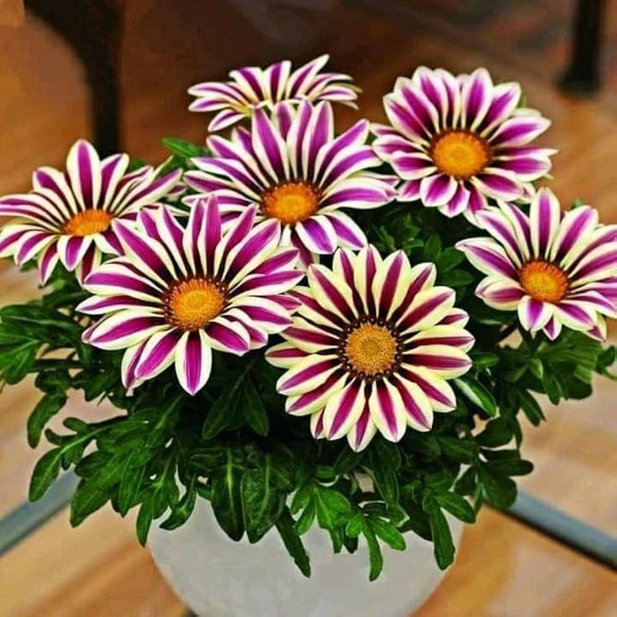 Purple Gazania Flower Seeds for Planting  Heirloom, Non-GMO, High Germination Organic Garden Seeds