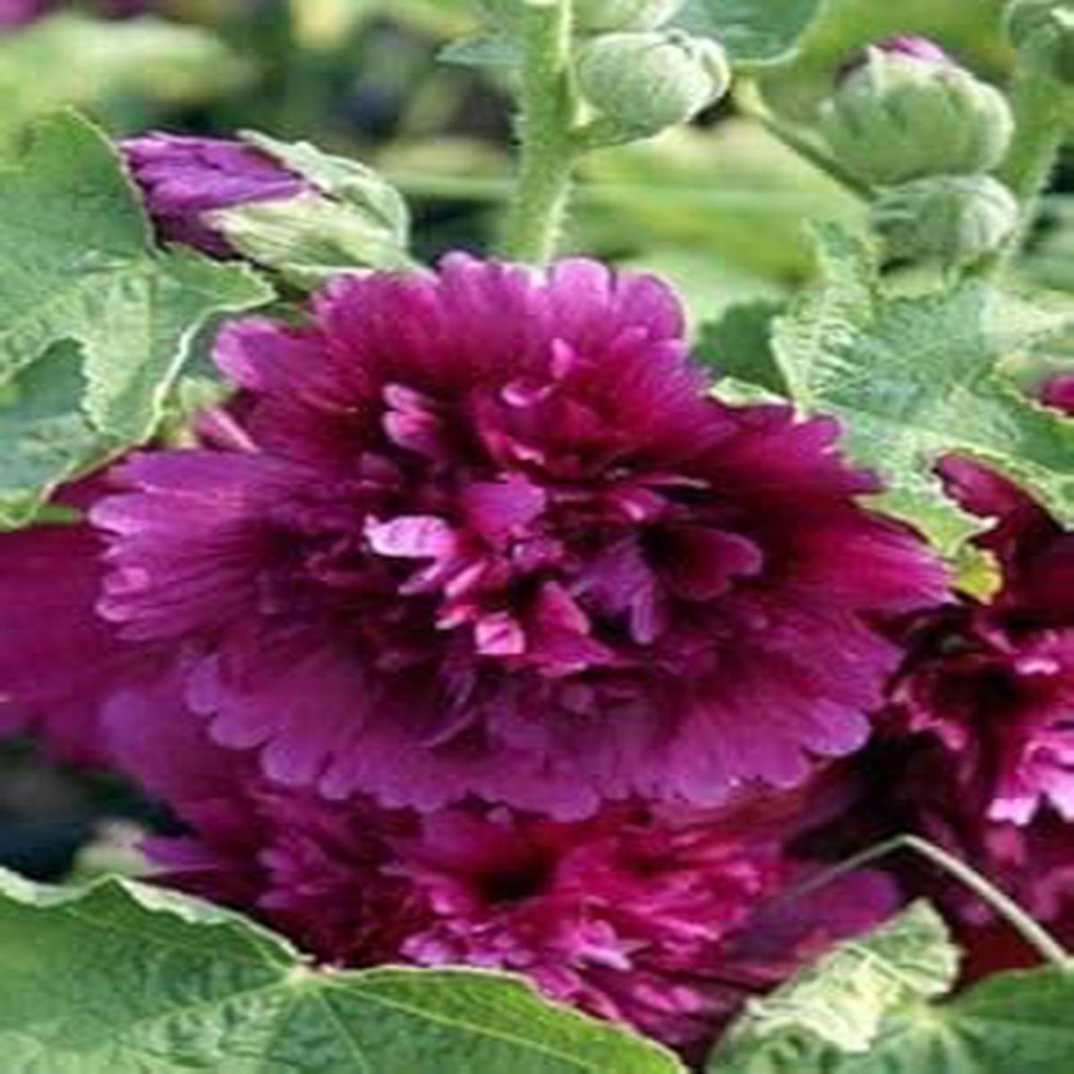 Purple Hollyhock Flower Seeds for Planting Heirloom, Non-GMO, Sun Loving Organic Garden Seeds