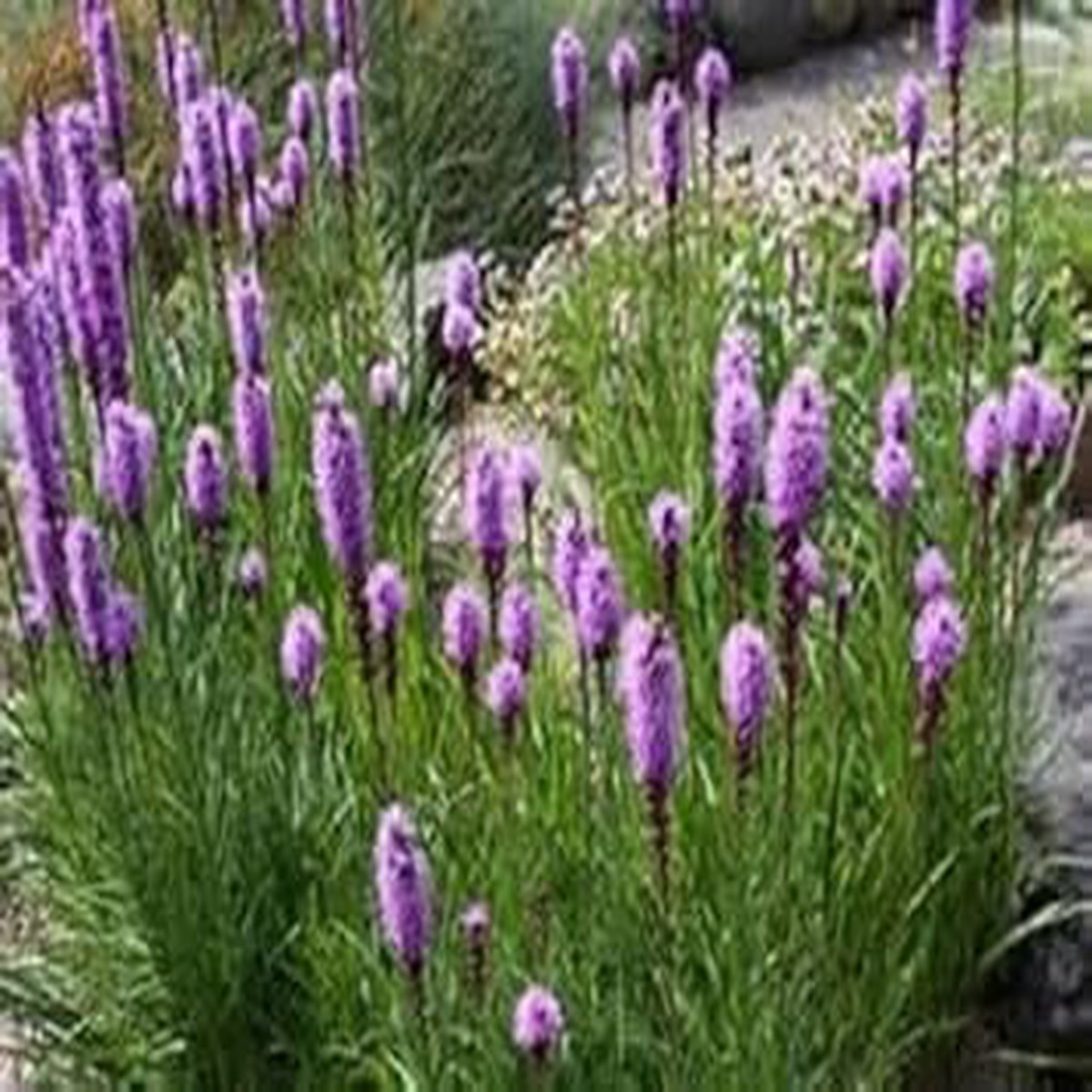 Purple Liatris Spicata Flower seeds for Planting - Low Maintenance, Heirloom & GMO Free Seeds for Home Garden