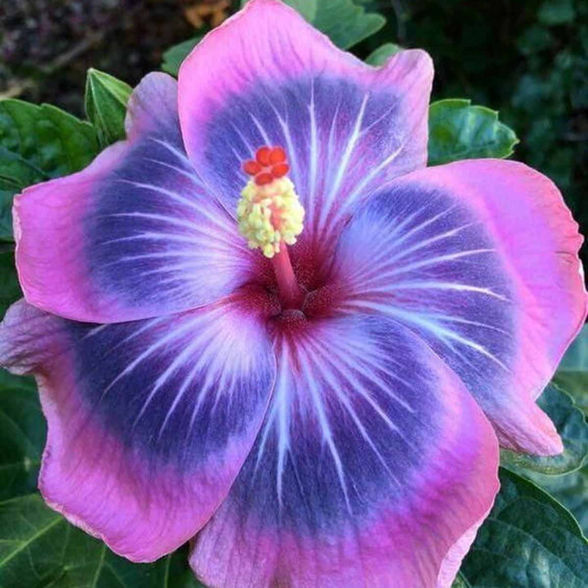 Purple & Pink Hibiscus Flower Seeds for Planting Heirloom, Non-GMO, Cut-Flower Organic Garden Seeds
