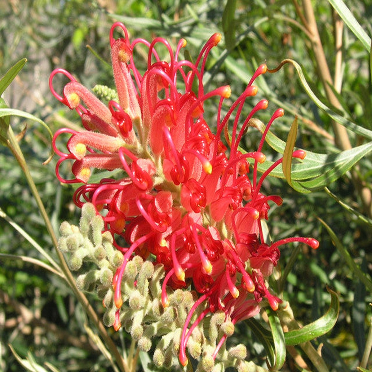 Red Grevillea Robusta Flower Seeds for Planting Heirloom, Non-GMO, High Germination Organic Garden Seeds