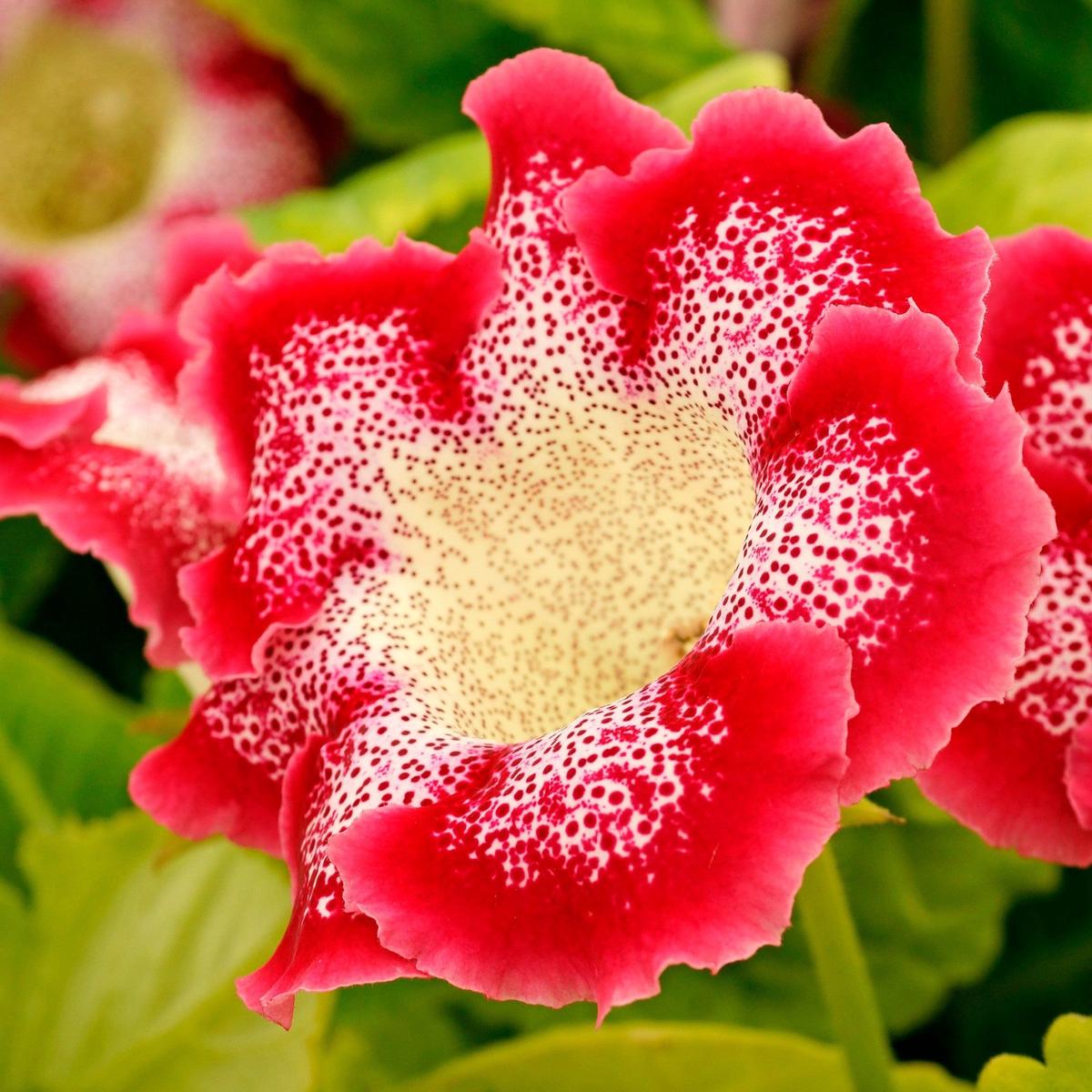 Red Yellow Gloxinia Sinningia Flower Seeds for Planting  Heirloom, Non-GMO, Drought Tolerant, High Germination