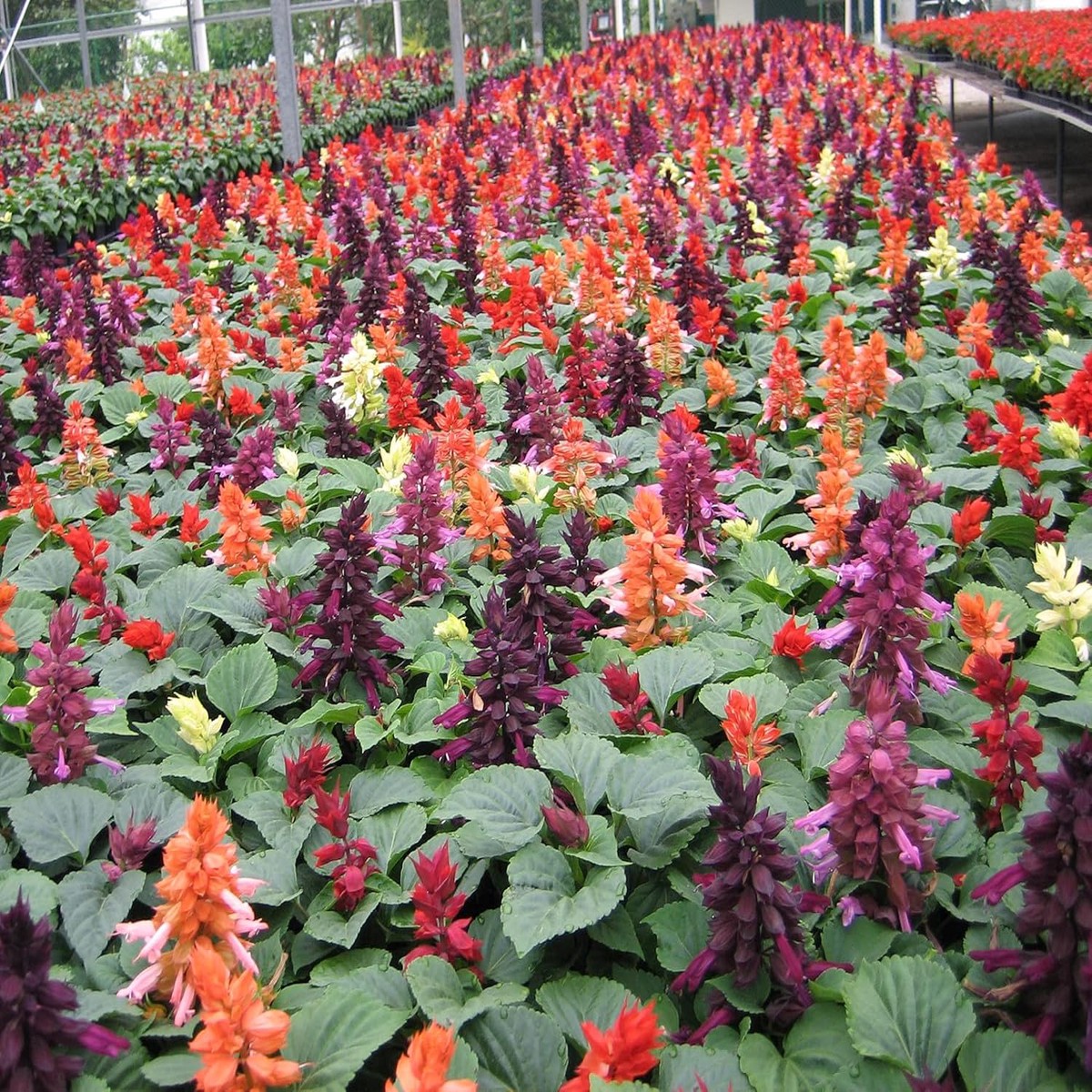 Salvia Flower Seeds Heirloom Non-GMO Seeds for Planting Pollinator-Friendly Vibrant Organic Garden