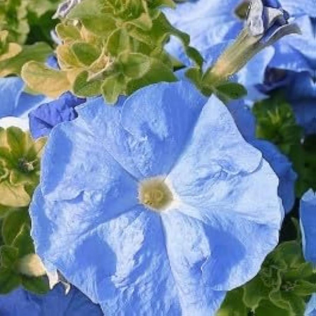 Sky Blue Petunia Flower Seeds for Planting  Heirloom Non-GMO, High Germination Organic Garden Seeds