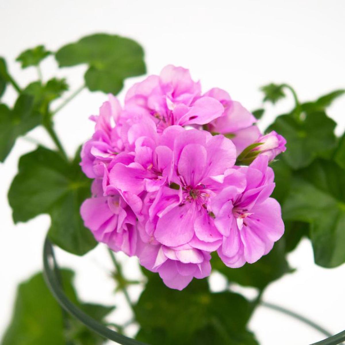 Violet Pink Geranium Flower Seeds for Planting Long Bloom Season Heirloom & GMO Free Seeds for Home Garden Sale