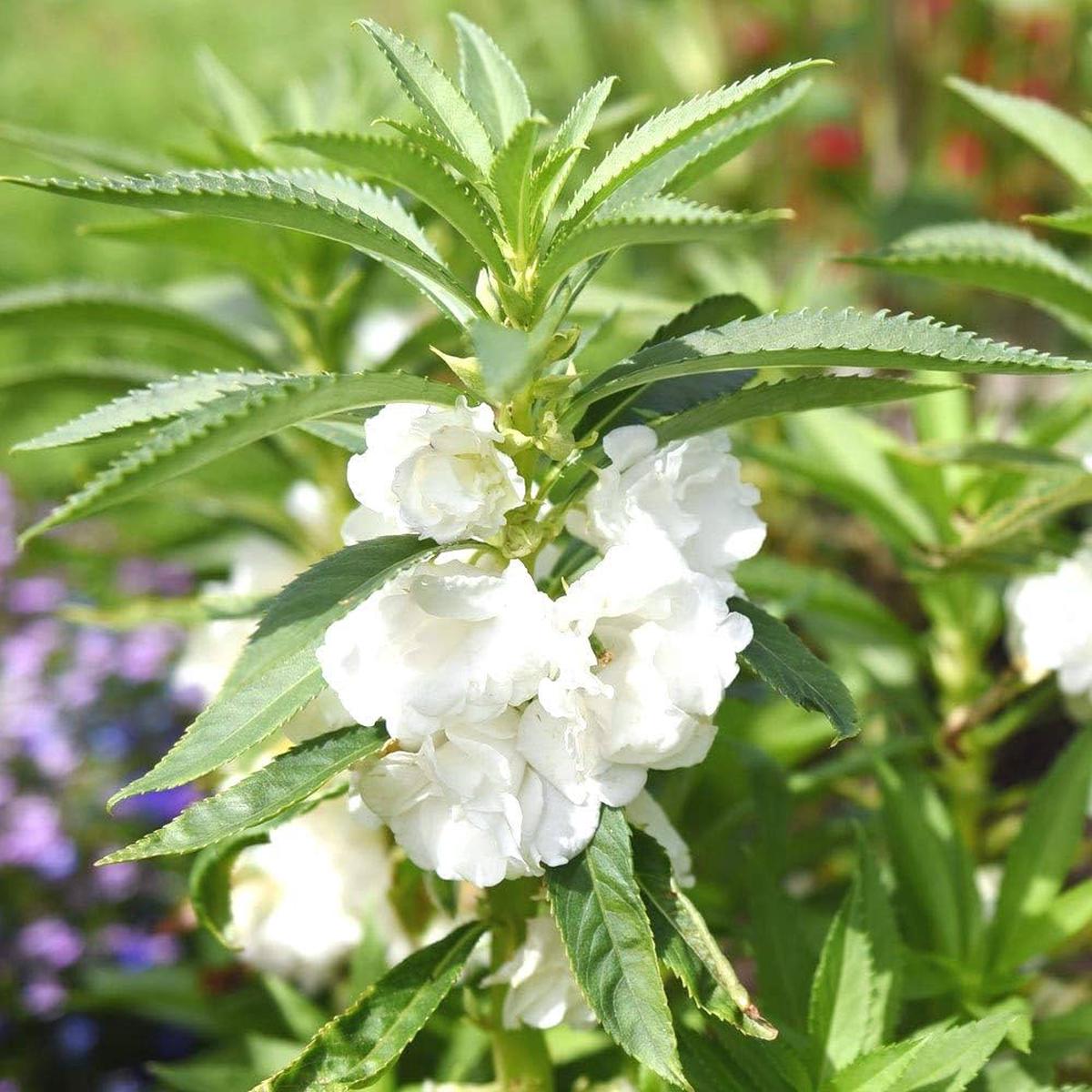 White Balsamina Flower Seeds for Planting Heirloom, Non-GMO, High Germination Organic Garden Seeds