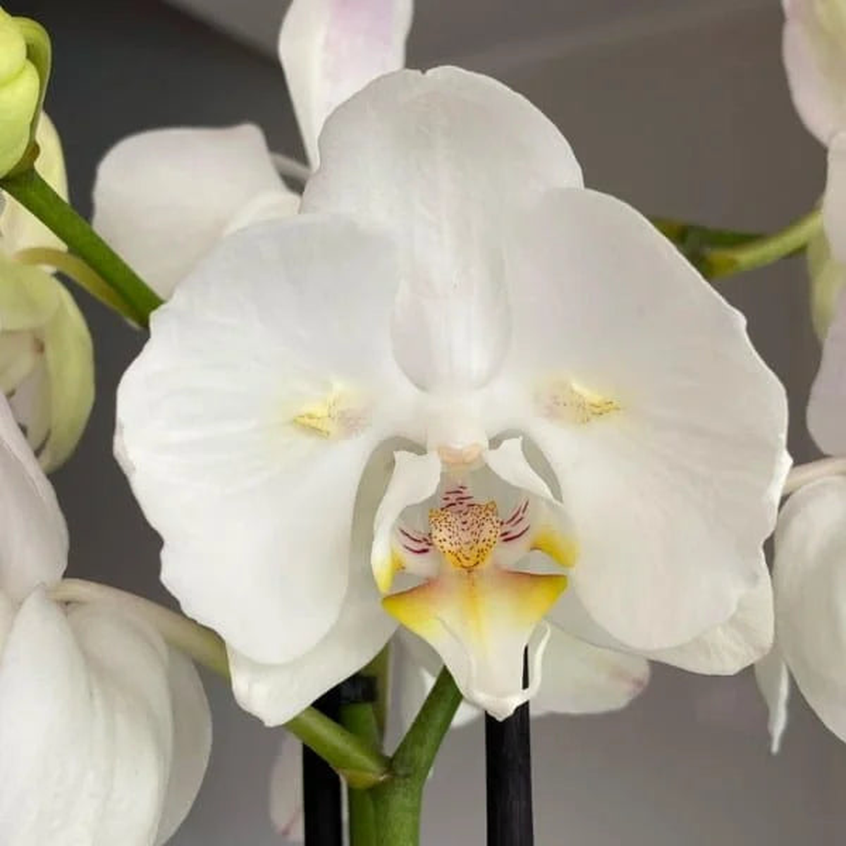 White Phalaenopsis Orchid Wind Seeds for Planting Seed for Elegant Orchid Blooms, Perfect for Indoor and Outdoor Garden