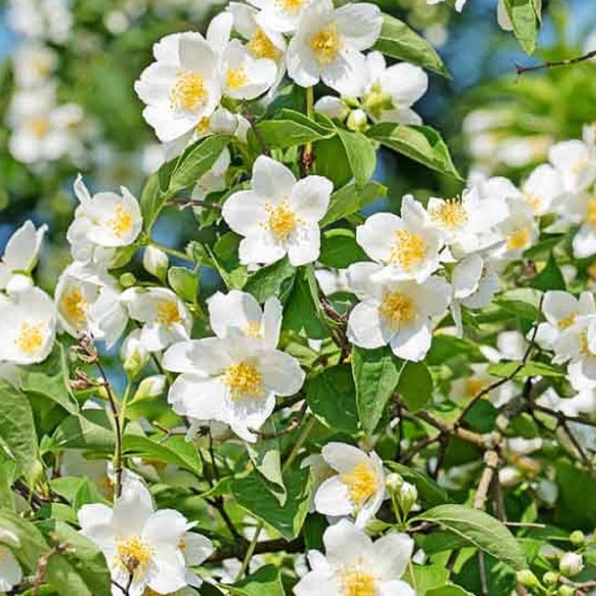 White Philadelphus Coronarius Flower Seeds for Planting Heirloom, Non-GMO, Easy to Grow, High Germination