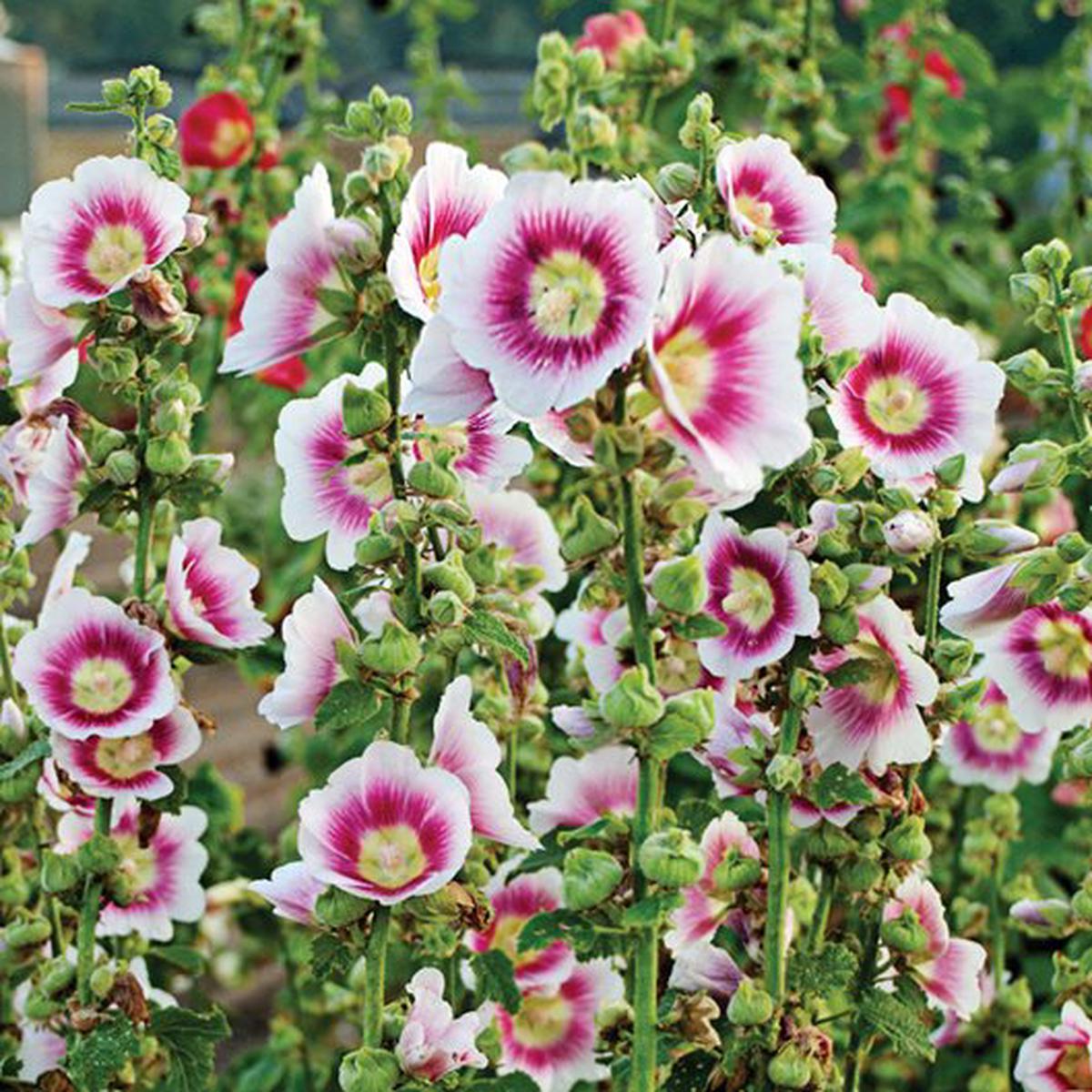 White & Pink Hollyhock Flower Seeds for Planting  Heirloom, Non-GMO Hardy Organic Garden Seeds