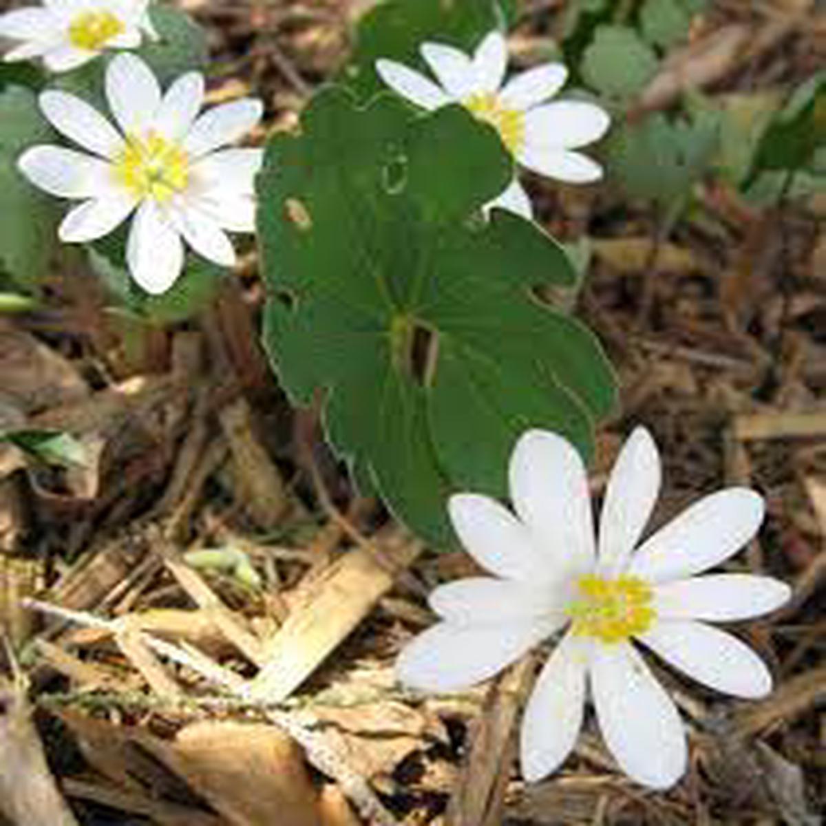 White Sanguinaria Flower seeds for Planting - Drought Tolerant, Heirloom & GMO Free Seeds for Home Garden