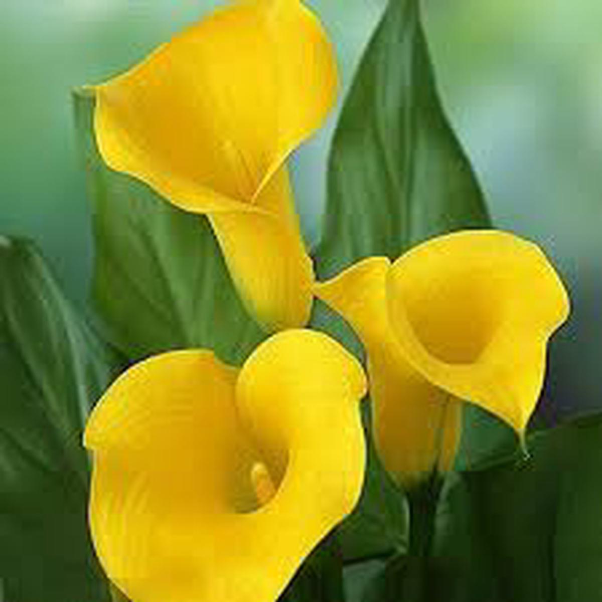 Yellow Calla Flower Seeds for Planting  Heirloom, Non-GMO, High Germination Organic Garden Seeds