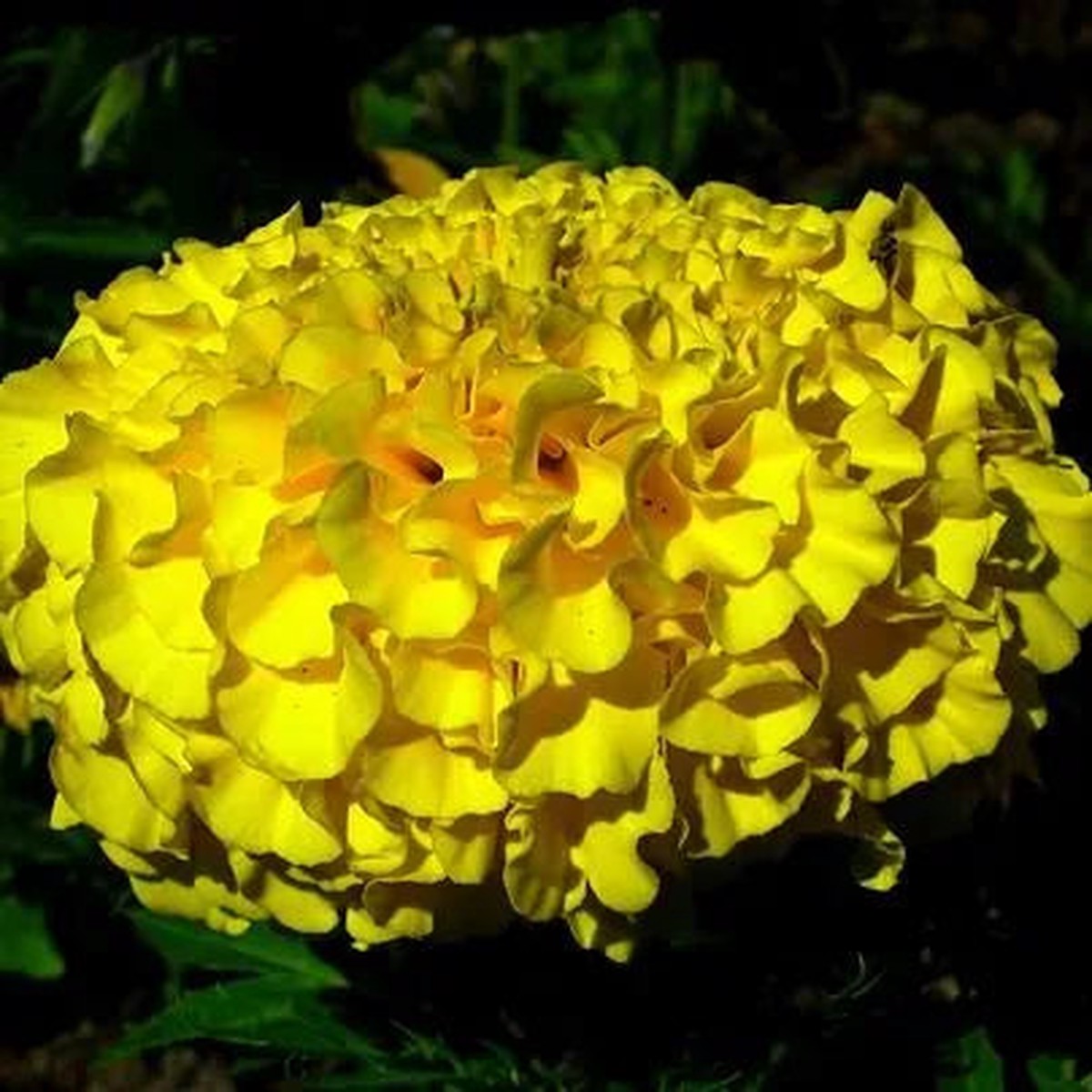 Yellow Tall Marigold, Soil Friendly , Garden Annual Herb Marigold Flower Heirloom, Non-GMO, High Germination Organic Garden Seeds
