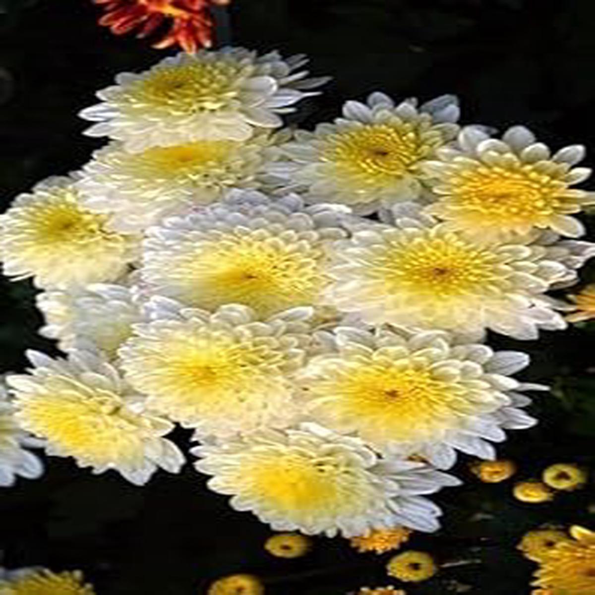 Yellow White Chrysanthemum Flower seeds for Planting - Hardy Variety, Heirloom & GMO Free Seeds for Home Garden
