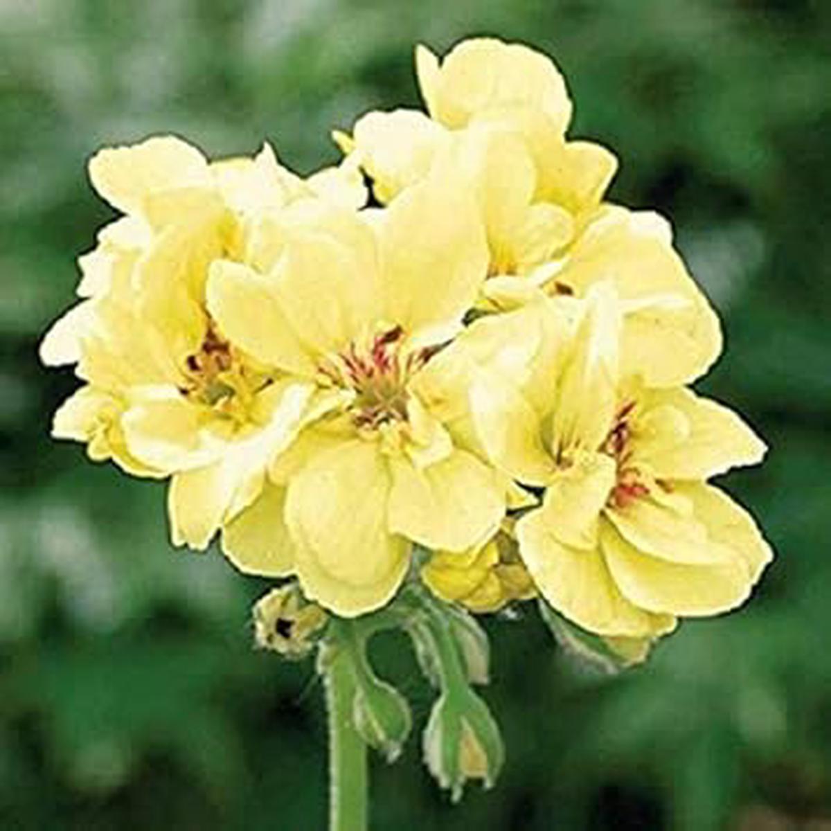Yellow & White Geranium Flower Seeds for Planting Heirloom, Non-GMO, High Germination Garden Seeds