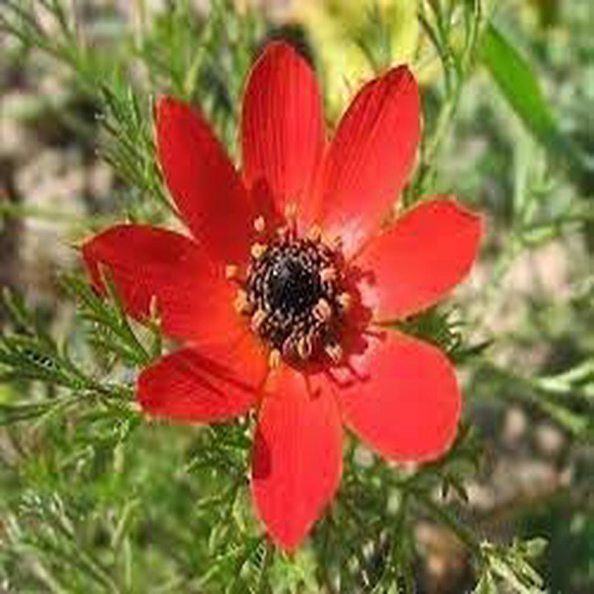 Adonis Seeds for Planting Organic Heirloom Non-GMO Garden Flower Seeds