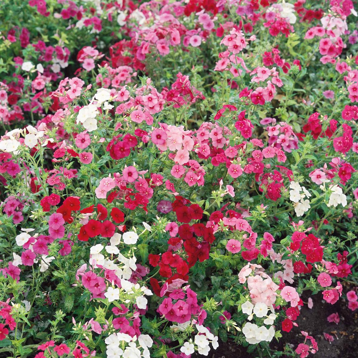 Annual Phlox Seeds - Dwarf Mix