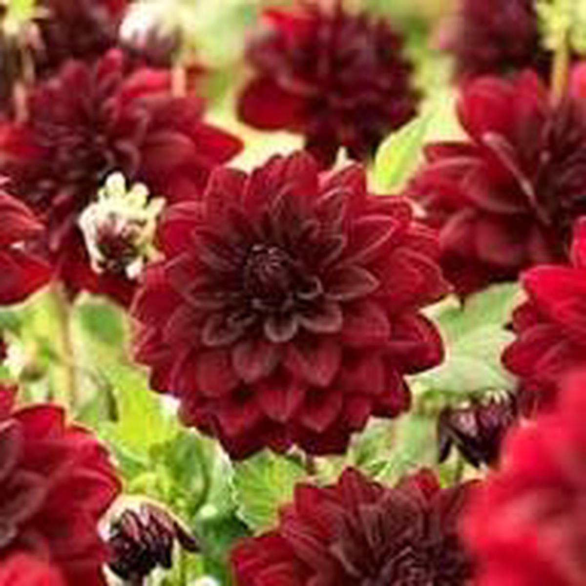 Arabian Night Dahlia Flower Seeds for Planting  Heirloom Non-GMO Wildflower Mix Organic Garden Seeds