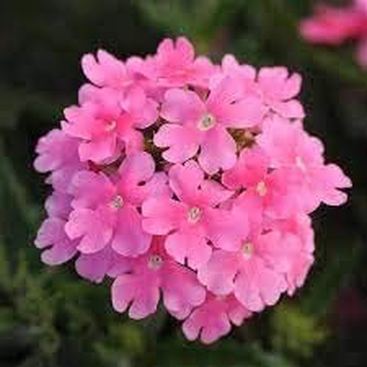 Baby Pink Verbena Flower seeds for Planting - Garden Favorite, Heirloom & GMO Free Seeds for Home Garden